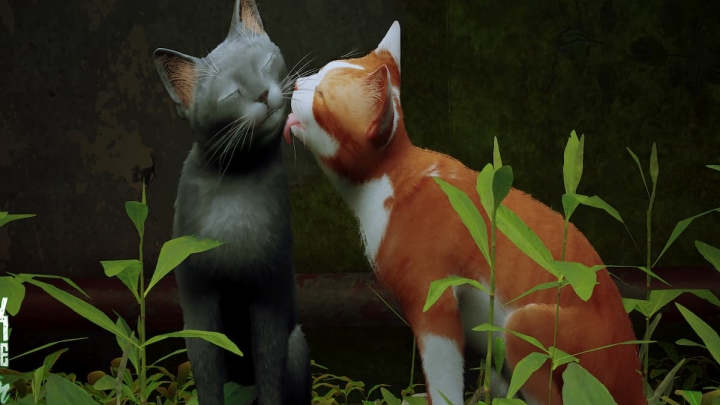 Мод Pick of the Litter для Stray