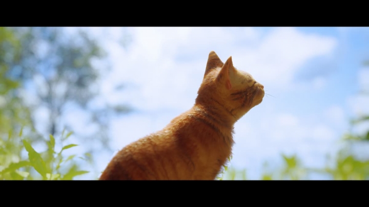 Мод на графику для Stray