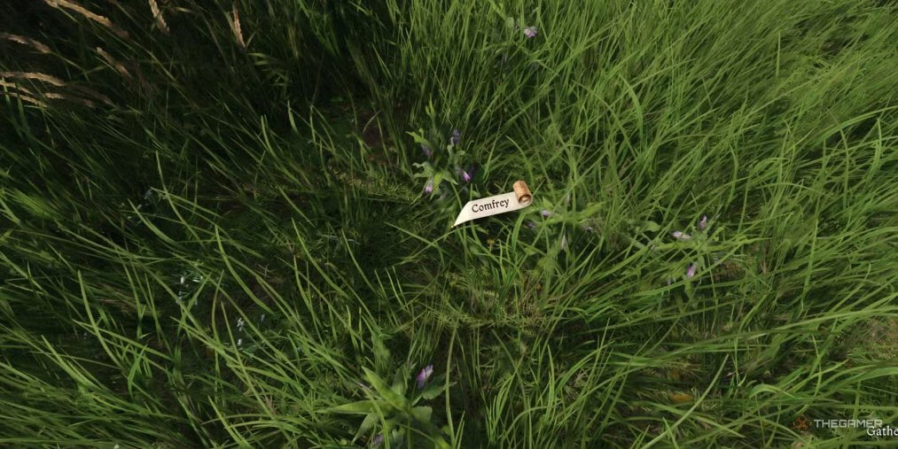 Как получить окопник в Kingdom Come: Deliverance 2. Гайд